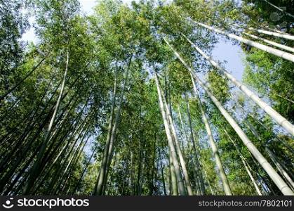 Bamboo forest seen from below. Green japanese bamboo forest seen from below