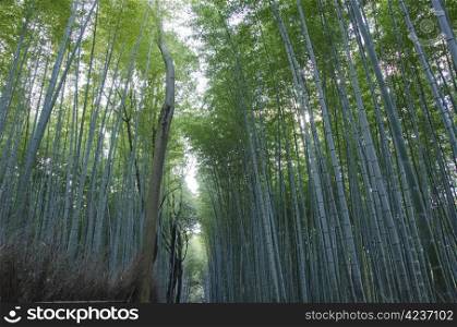 Bamboo forest seen from the side. Background of green japanese bamboo stems in a forest seen from the side