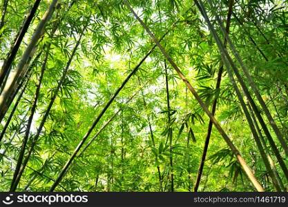 bamboo forest with glorious morning sunshine