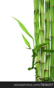 bamboo frame isolated
