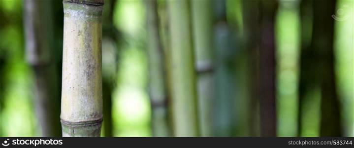 Bamboo green forest background. Bamboo background