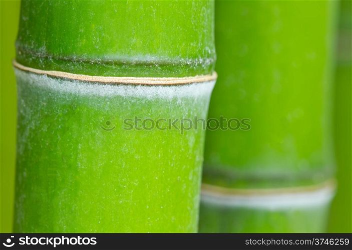 Bamboo green forest macro background