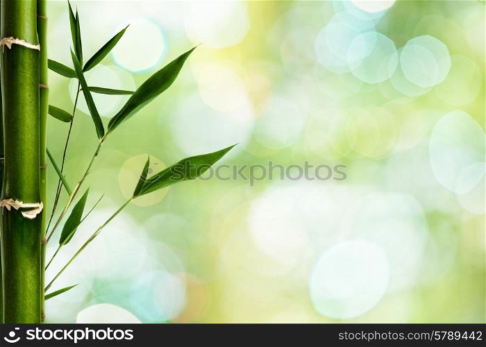 Bamboo grfass against green backgrounds with beauty bokeh