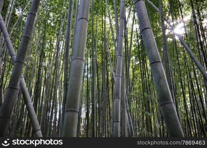 Bamboo grove, bamboo forest at Arashiyama, Kyoto, Japan