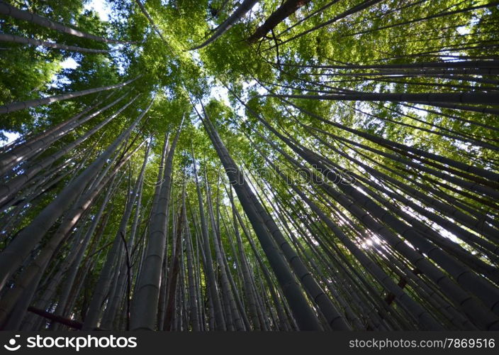 Bamboo grove, bamboo forest at Arashiyama, Kyoto, Japan