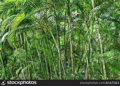 Bamboo grove in a tropical forest