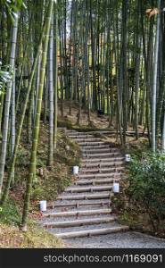 Bamboo grove in autumn of Kodaiji Temple gardens, Kyoto