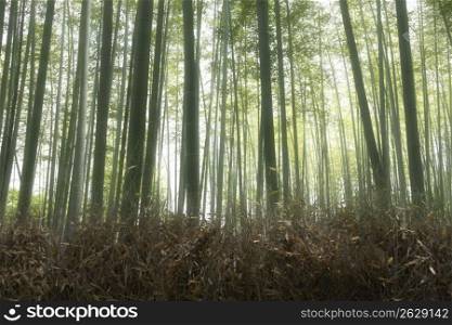 Bamboo grove in Sagano