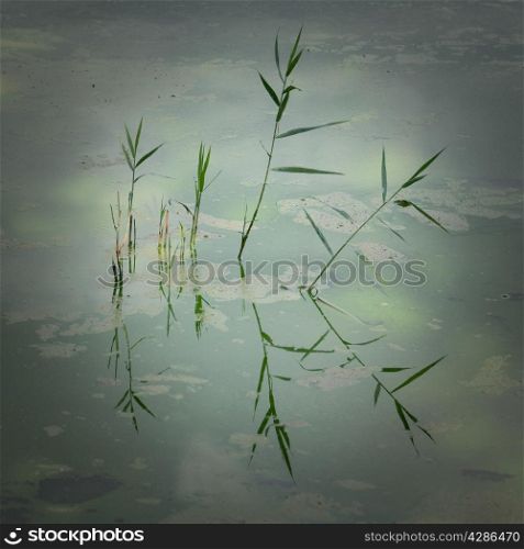 Bamboo growing in green lake, Ioannina Greece.
