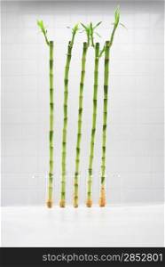 Bamboo growing in test tubes
