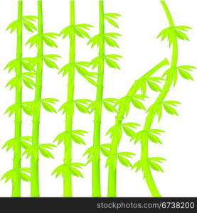 Bamboo illustration