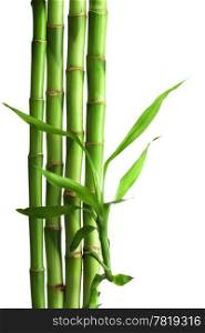 bamboo isolated