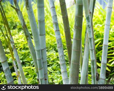 Bamboo isolated on a green