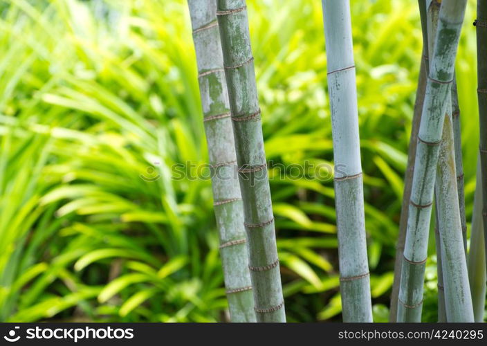 Bamboo isolated on a green