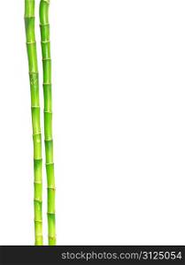 Bamboo isolated on a white background