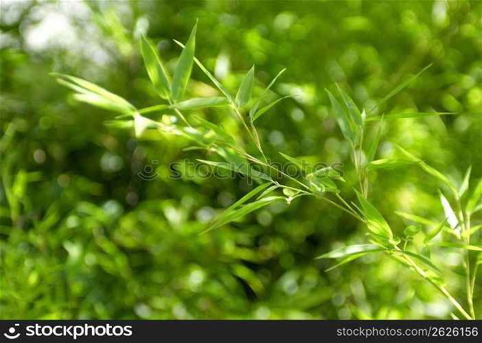 Bamboo leaf