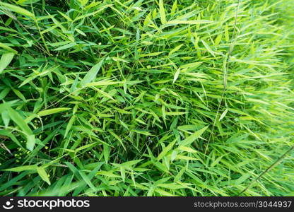 bamboo leaf background