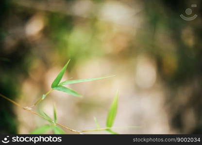 Bamboo leaf branch background