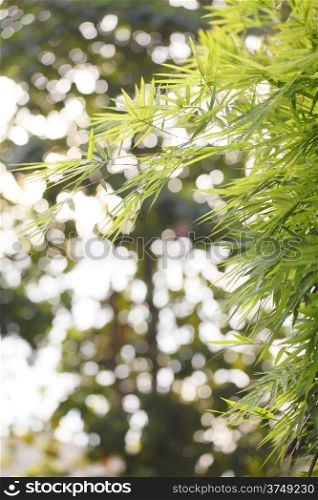 Bamboo leaf on light background