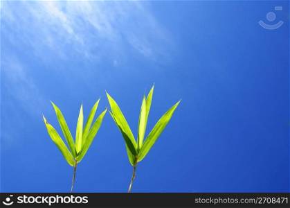 Bamboo leaves against sunny blue sky