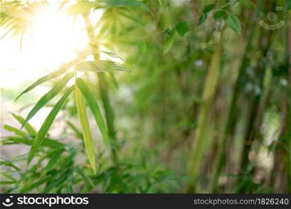 Bamboo leaves in nature and morning sunshine, background image for spa and nature