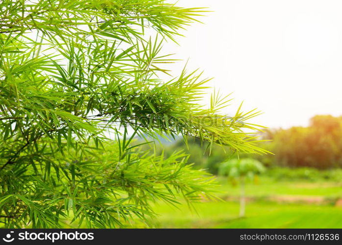 Bamboo leaves on sunset background / Green bamboo tree on field agriculture asia