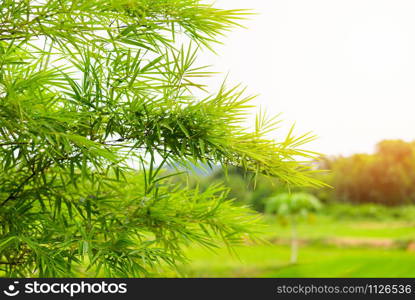 Bamboo leaves on sunset background / Green bamboo tree on field agriculture asia