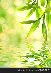 Bamboo leaves reflected in rendered water