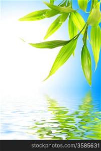 Bamboo leaves reflected in rendered water
