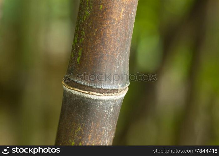 Bamboo of forest closeup - background
