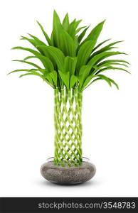 bamboo plant in pot isolated on white background