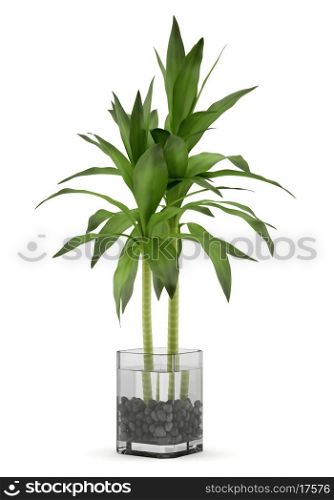 bamboo plant in vase isolated on white background