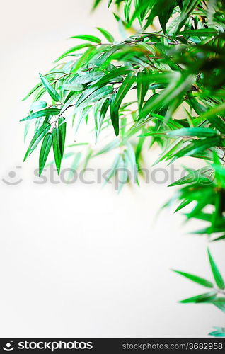 Bamboo plant over light background close-up