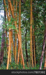 bamboo plants and poles in forest in thailand