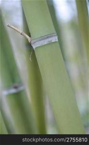 Bamboo. Plants with a harmonous, high stalk,