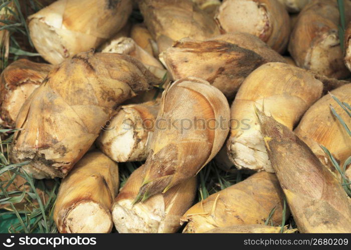 Bamboo shoot