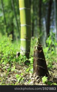 Bamboo shoot