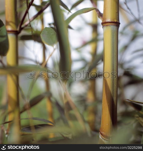 Bamboo Shoots