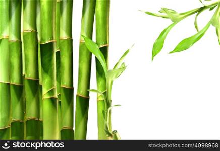 Bamboo shoots stacked side by side