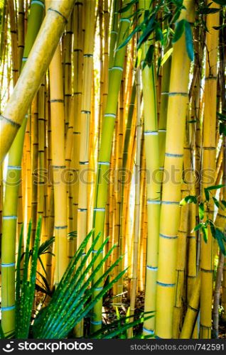 Bamboo sprouts forest. bamboo plant