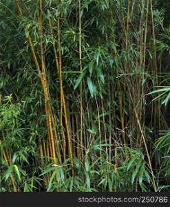 Bamboo stalks in tropical forest