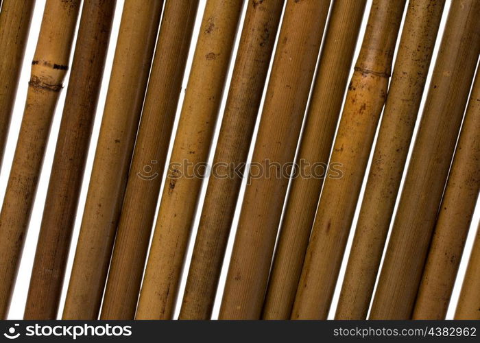 bamboo stems background close up