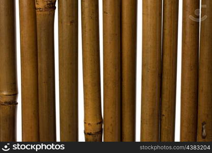 bamboo stems background close up