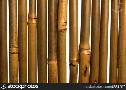 bamboo stems background close up