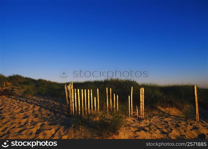 Bamboo sticks on the beach, Cape Cod, Massachusetts, USA