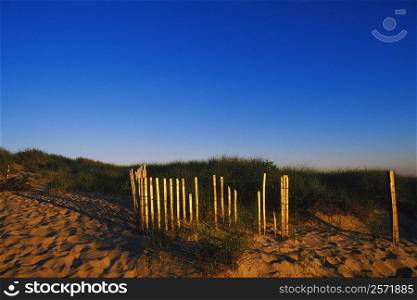 Bamboo sticks on the beach, Cape Cod, Massachusetts, USA