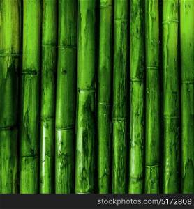 Bamboo texture background. Bamboo texture. Green nature background tropical wood. Bamboo texture background