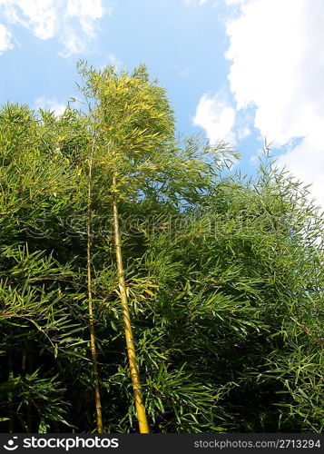 Bamboo tree