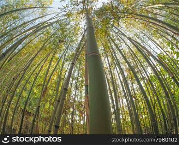 Bamboo tree. Bamboo (Bambuseae) trees perspective seen from below with fisheye lens