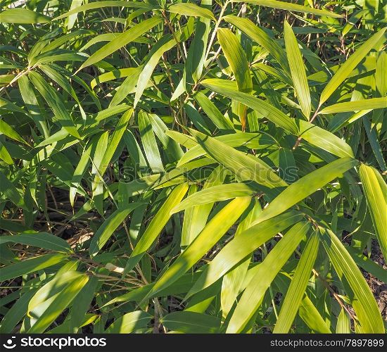 Bamboo tree. Bamboo flowering perennial evergreen plant in the grass family Poaceae